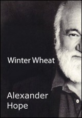 Winter Wheat